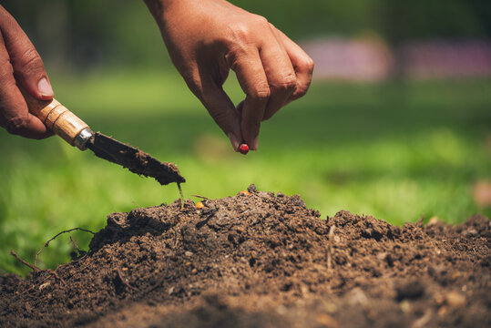 Farmer hands holding growth small tree life beginnings. Hand holding sapling tree seedling sustainable green environment social governance ESG concepts. . Sustainable Green Business responsibility