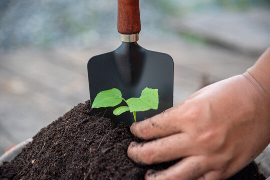 Sustainable Green Business responsibility. Farmer hands holding growth small tree life beginnings. Hand holding sapling tree seedling sustainable green environment social governance ESG concepts.