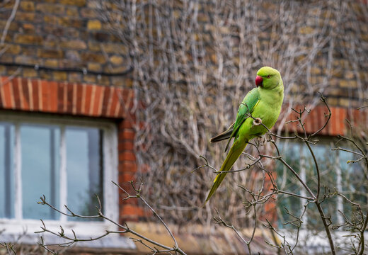 A vibrant green ring-necked parakeet sits on a garden twig in front of a classic brick residential townhouse in Greenwich London England.