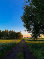 A tranquil meadow bordered by lush trees beneath a vibrant blue summer sky. Perfect for countryside themes, environmental projects, travel advertising and peaceful natural backgrounds. © UQink
