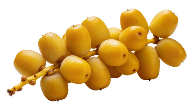 Isolated fresh yellow dates fruit on a branch, delicious exotic tropical snack food