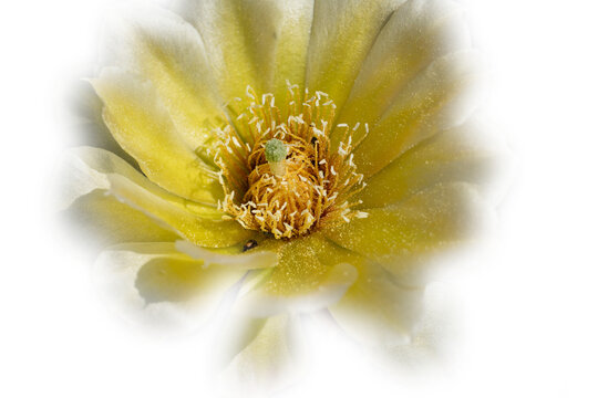 Close-up of a bright yellow cactus flower surrounded by transparency.
