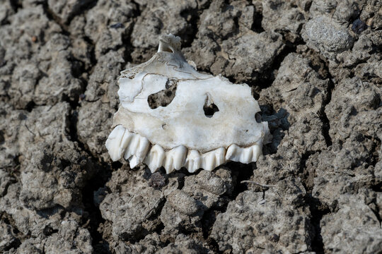 Partial deer jaw bone with whit teeth on a cracked gray clay background
