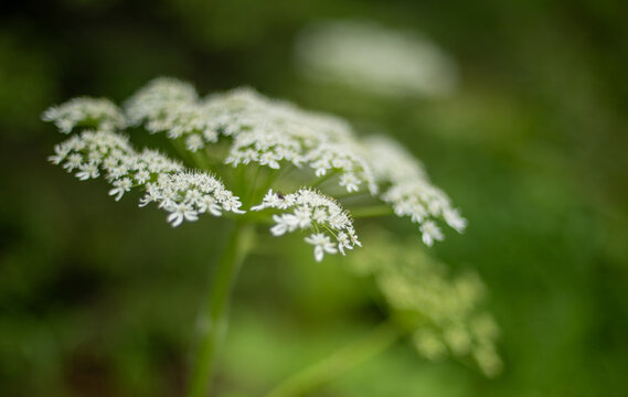 Macro close-up of white wildflower with shallow focus on a soft green background
