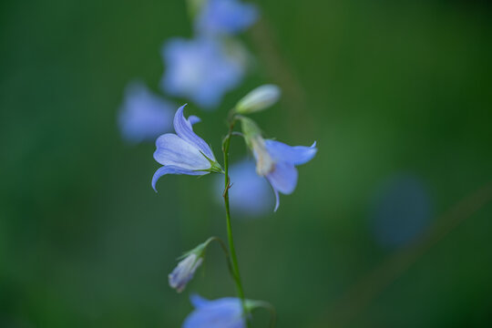 Macro close-up of blue bell wildflowers on a soft green background
