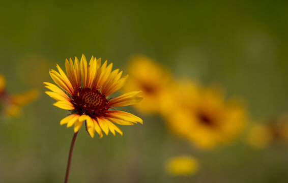 Close-up macro of a bright yellow wildflower on a softly focused background with flowers and leaves. Vibrant Golden Blanket Flower Radiant Against Soft Green Prairie Background
