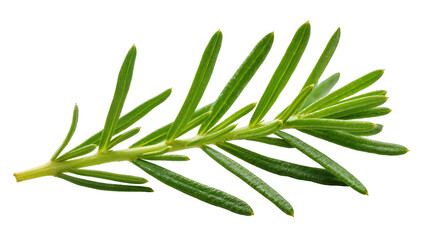 Fototapeta premium Isolated fresh green rosemary sprig aromatic culinary herb ingredient for cooking dishes