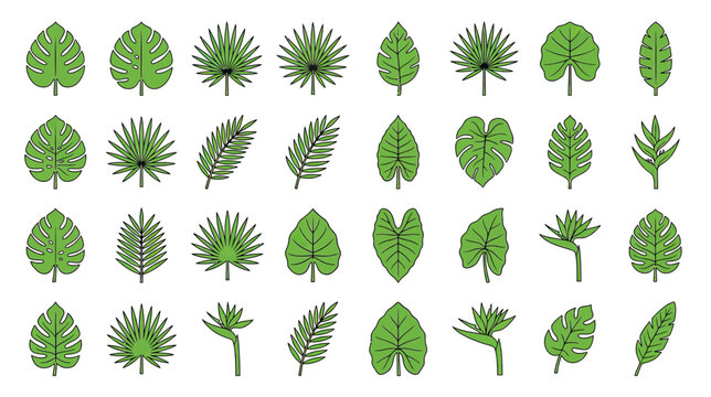Assorted Tropical Green Leaves Collection