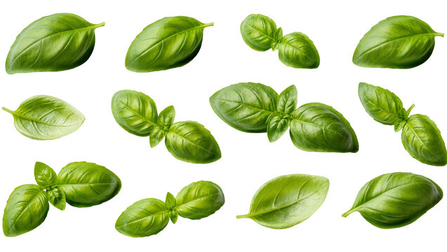 Isolated fresh green basil leaves and sprigs, aromatic healthy culinary ingredient collection