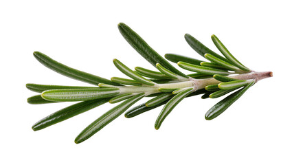 Fototapeta premium Isolated fresh green rosemary sprig aromatic herb for culinary seasoning and healthy food