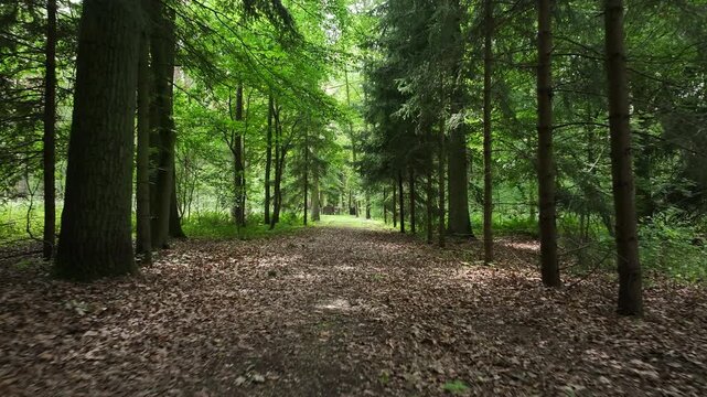 Aerial forest path trees war memorial Poland 1. Rural country village forest. Location of murder of Polish citizen by German soldiers, WW II. Memorial trail to mass graves prisoner of war (POW) camp.