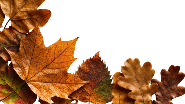 Isolated dry autumn leaves in natural brown and orange tones, seasonal foliage composition
