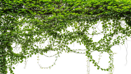 Isolated green ivy leaves and climbing plant branches hanging down in a natural arch shape © David