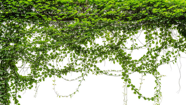 Isolated green ivy leaves and climbing plant branches hanging down in a natural arch shape