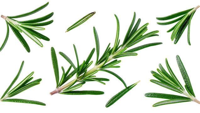 Isolated fresh rosemary herb sprigs and individual leaves for cooking and seasoning food.