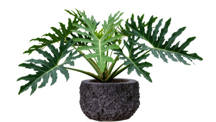 Isolated mature Split-leaf Philodendron plant in unique dark textured pot, vibrant green foliage © Cian