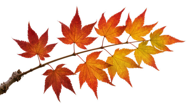 Isolated autumn maple leaves on branch showing beautiful fall colors red orange yellow.
