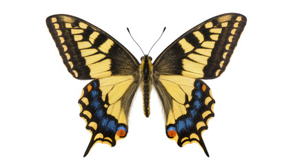 Naklejka premium Isolated beautiful European swallowtail butterfly, vibrant yellow and black wings, detailed studio shot