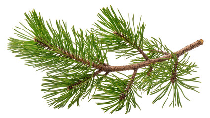 Isolated vibrant green pine branch with many needles, a natural evergreen plant element. © Cian