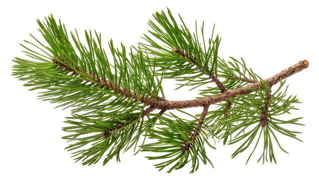 Isolated vibrant green pine branch with many needles, a natural evergreen plant element.