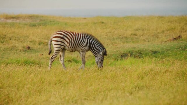 A baby zebra running in grassland of Savanah of South Africa.