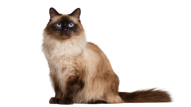Isolated elegant colorpoint cat with piercing blue eyes, long fluffy fur, sitting patiently