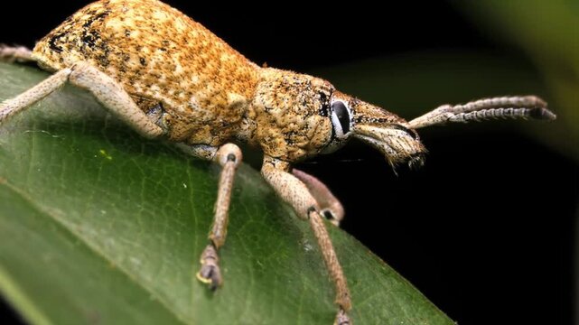 Macro Portrait of Weevil Beetle Resting on Green Leaf