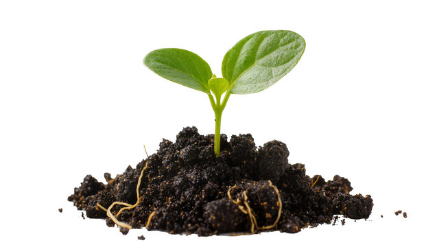 Isolated young green seedling growing in fertile dark soil with visible roots, new life concept