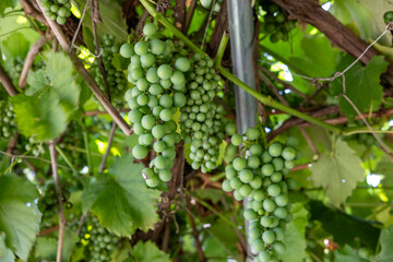 Bunches of green grapes hanging on the vine in a vineyard © 영호 신