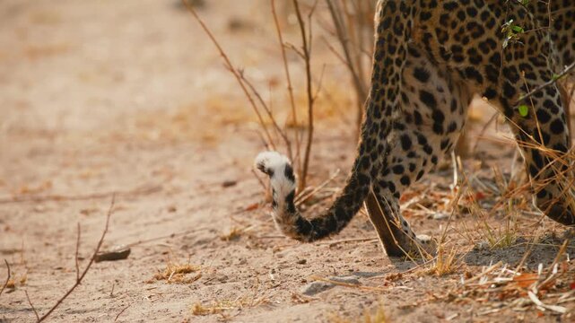 Close up of beautiful Tail of afrcian leopard (Panthera pardus).
