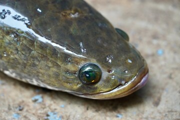 Close-Up Side Profile of Striped Snakehead Fish (Channa striata) with Detailed Scales © Prabhakarans12