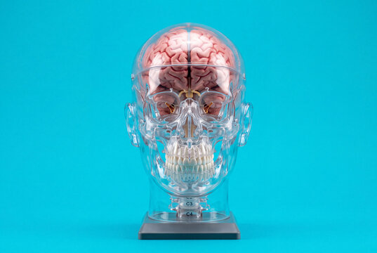 Transparent Anatomical Head Model Showing Human Brain, Front View