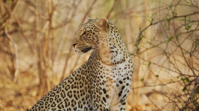 African Leopard (Panthera pardus) amazing body pattern and colour close up.