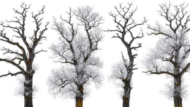 Isolated collection of distinct bare winter trees, two covered in delicate hoarfrost