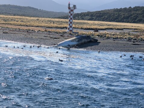 Baleen Whale Carcass on a Remote Shore in the Beagle Channel