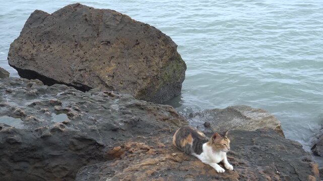 A beautiful tricolor calico cat sitting calmly on rugged coastal rocks near the open ocean sea water waves