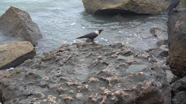 A solitary black and white crow standing on wet coastal rocks near the ocean water waves during the day