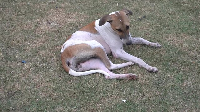 A cute white and brown stray dog lying and resting comfortably on the green grass lawn in a public park