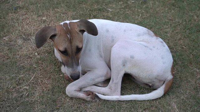 A small cute white and brown stray dog curled up and sleeping peacefully on the green grass lawn in a park