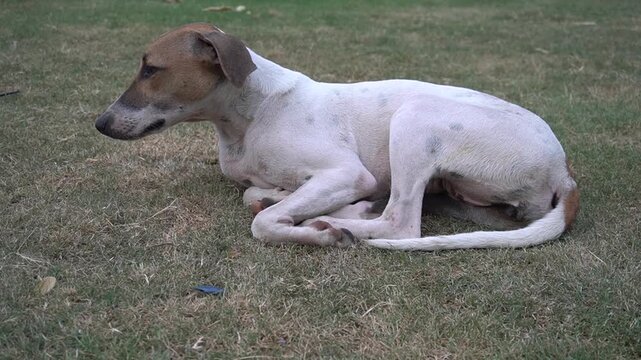 A sweet stray white and brown dog curled up tightly while sleeping on the green grass field in a public park