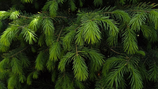 Detailed panoramic close-up of lush green pine tree branches with fresh new needles for natural texture and seasonal background