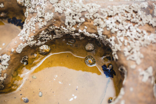 Tide pool in coastal rock filled with limpets and barnacles in Algarve Portugal