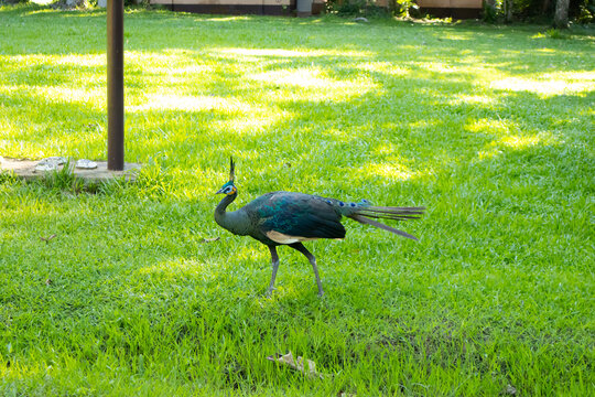 Peacock bird lawn grass garden park outdoor wildlife walking across sunlit green yard, iridescent plumage and long tail trailing behind, calm nature scene in daylight