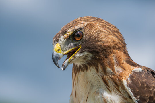 Close-up portrait of a red-tailed hawk with open beak against blue sky