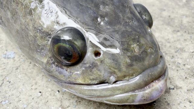 Close-Up Video of Live Striped Snakehead Fish, rotating its eyes