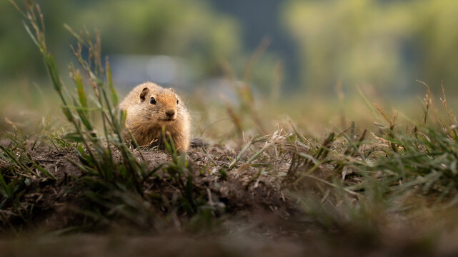 Ground squirrel on alert