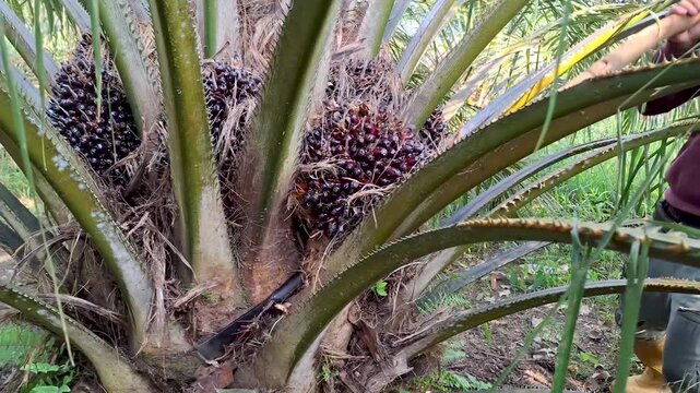 Close-up view of a plantation worker using a sharp machete tool to cut the stalk of a ripe oil palm fruit bunch on a palm tree.