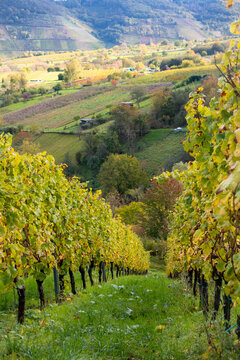 Vineyard rows winding through autumn valley hills