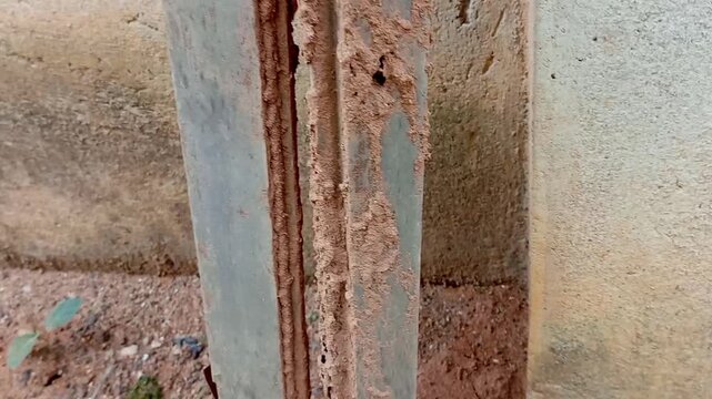 Termites nest, marks or tracks on abandoned wood on sand ground. Old wood leaning against corner of ash, grey concrete wall outside.