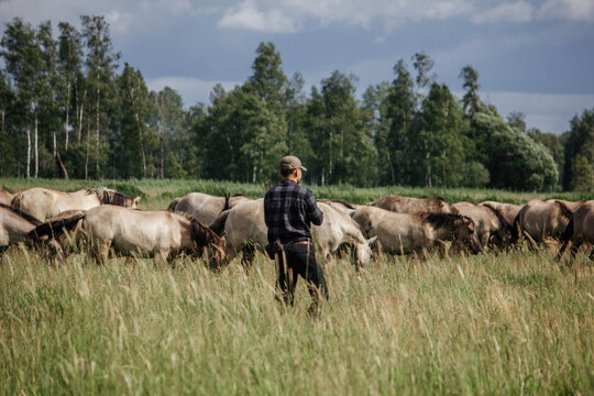 A male photographer in the wild with a camera takes pictures of wild tarpan horses